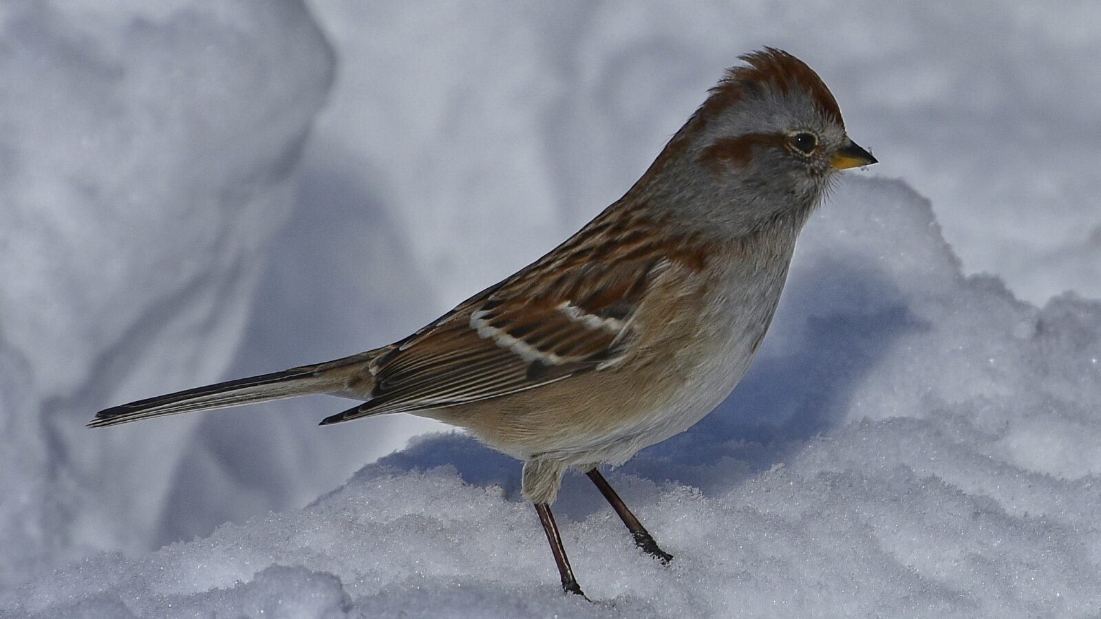 American Tree Sparrow