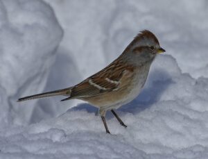 American Tree Sparrow