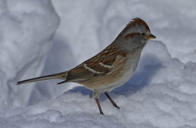 American Tree Sparrow