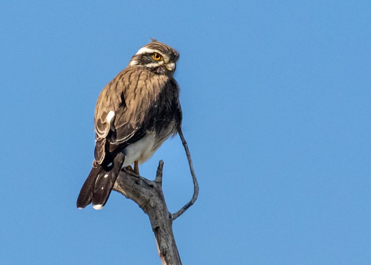 Spot-winged Falconet