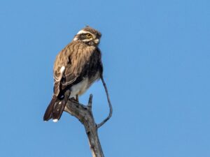 Spot-winged Falconet