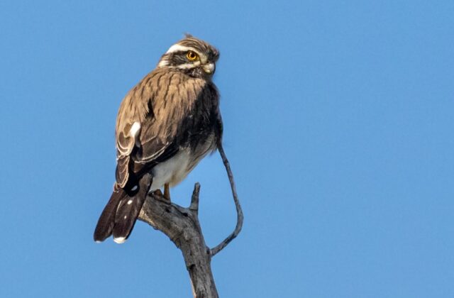 Spot-winged Falconet