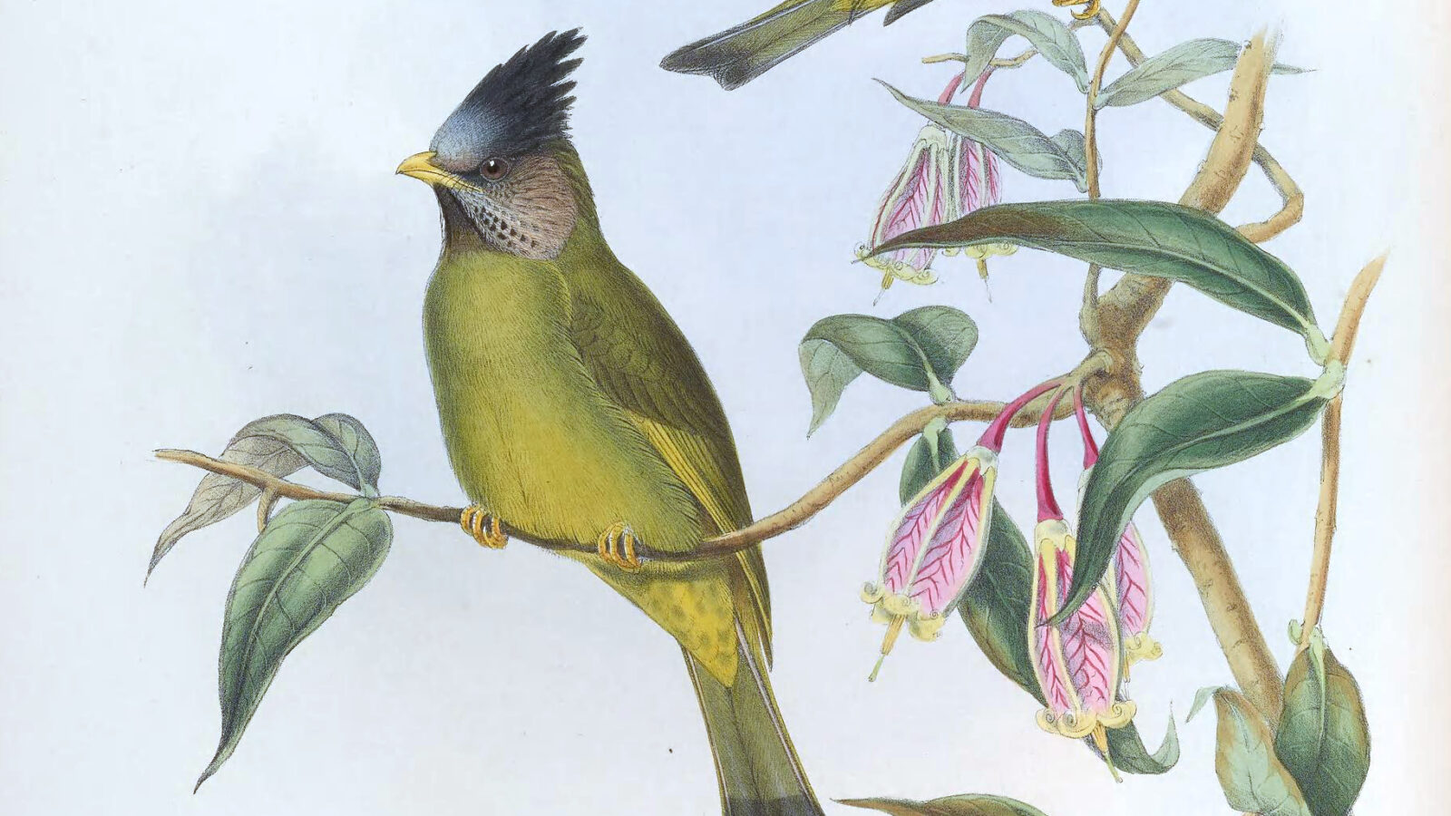 Crested Finchbill