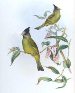 Crested Finchbill