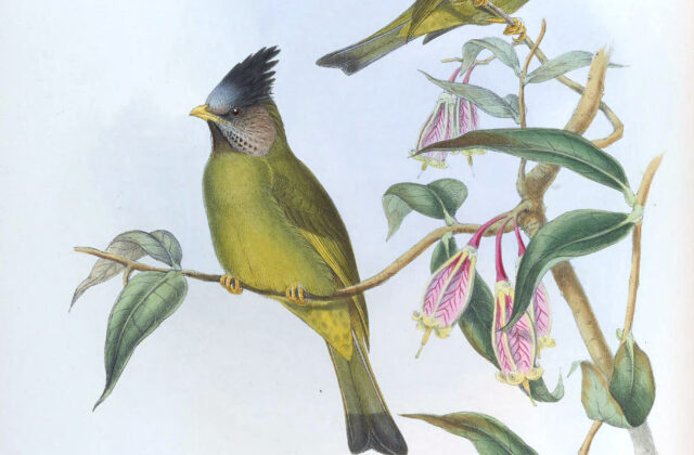 Crested Finchbill
