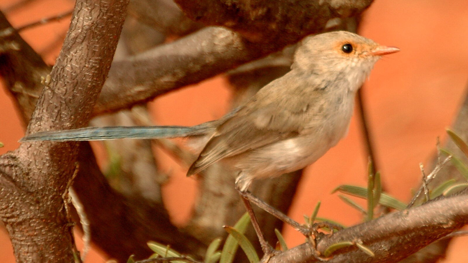 Splendid Fairywren