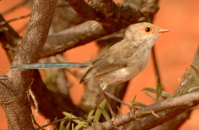 Splendid Fairywren