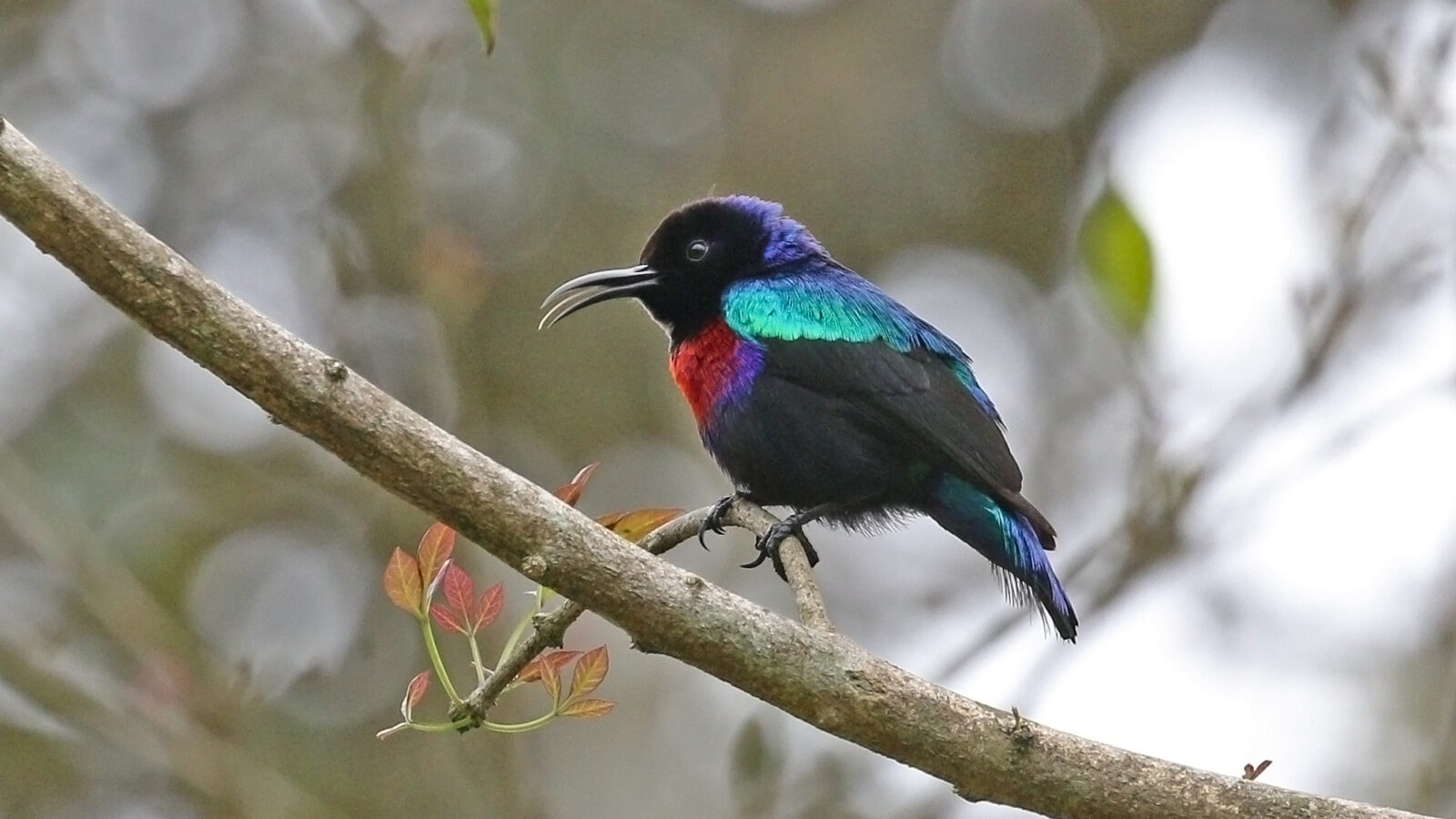 Splendid Sunbird