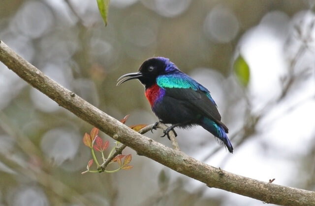 Splendid Sunbird