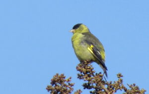 Andean Siskin