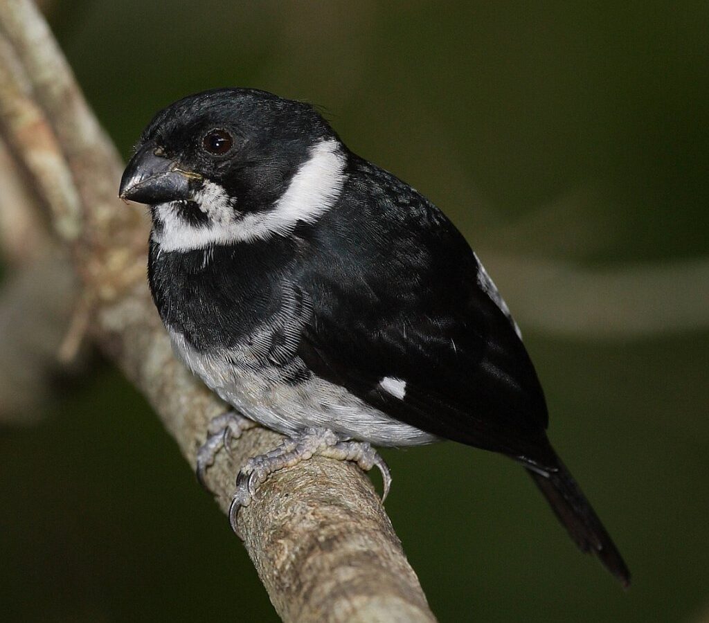 Variable Seedeater