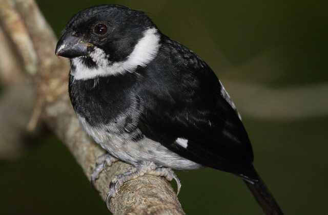 Variable Seedeater