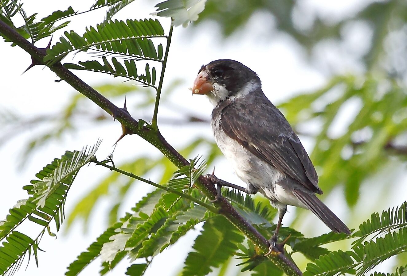 White-throated Seedeater