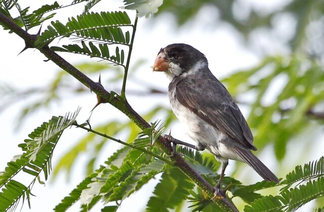 White-throated Seedeater