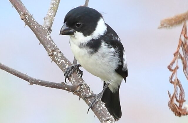 Wing-barred Seedeater