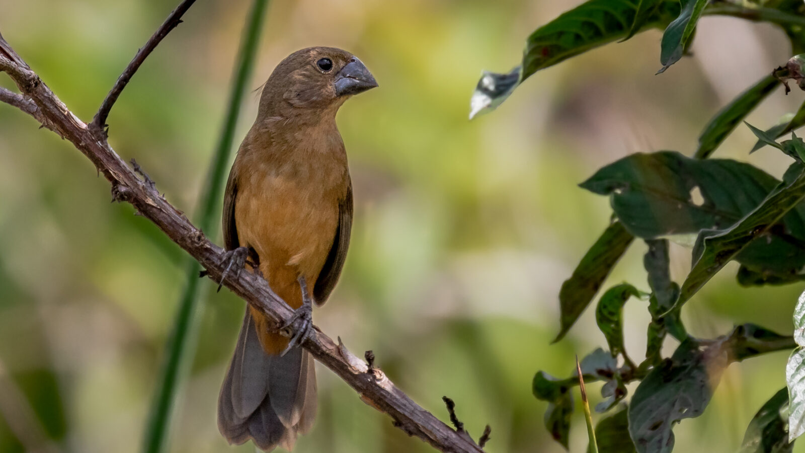 Chestnut-bellied Seed Finch
