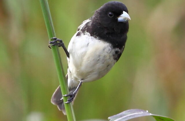 Dubois’s Seedeater