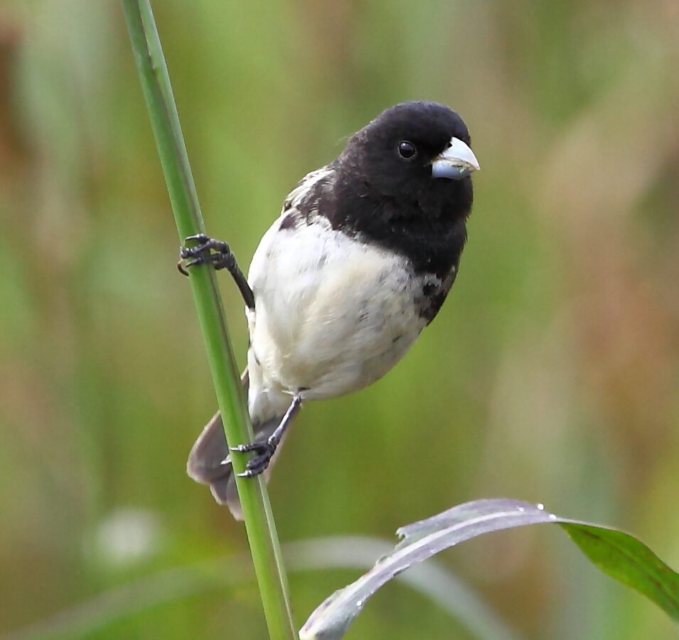 Dubois’s Seedeater