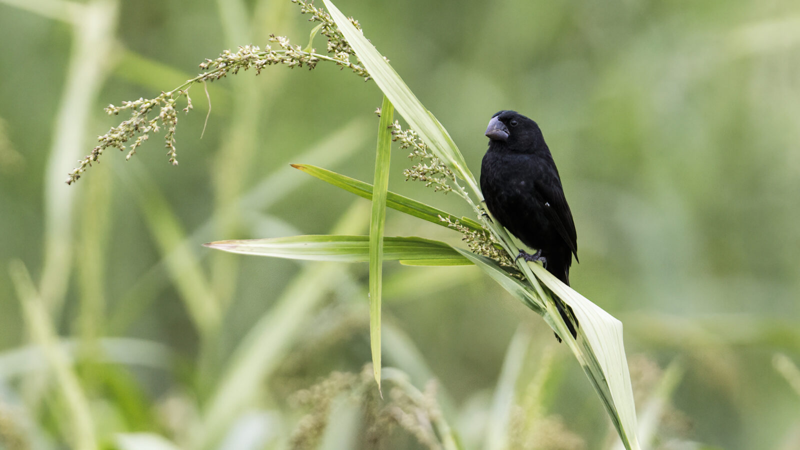 Black-billed Seed Finch