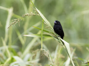 Black-billed Seed Finch