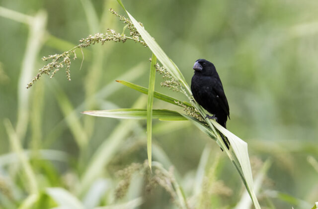 Black-billed Seed Finch