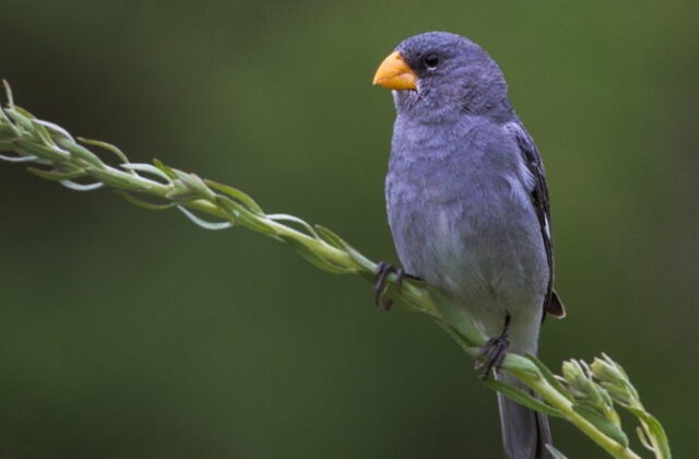 Tropeiro Seedeater