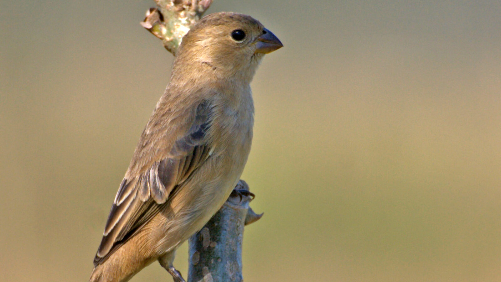 Copper Seedeater