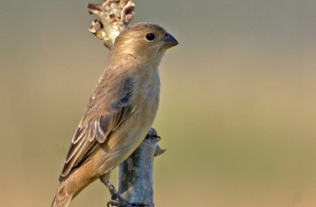 Copper Seedeater