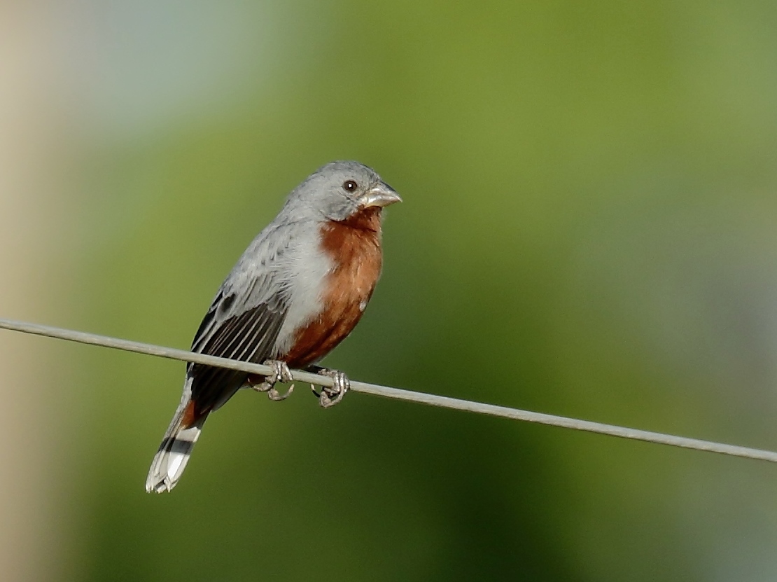 Chestnut-bellied Seedeater