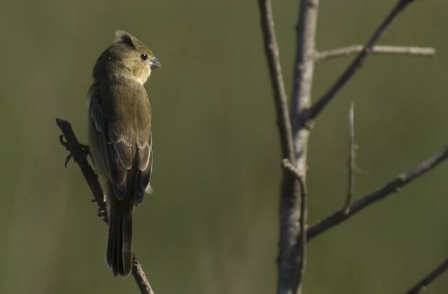 Chestnut Seedeater