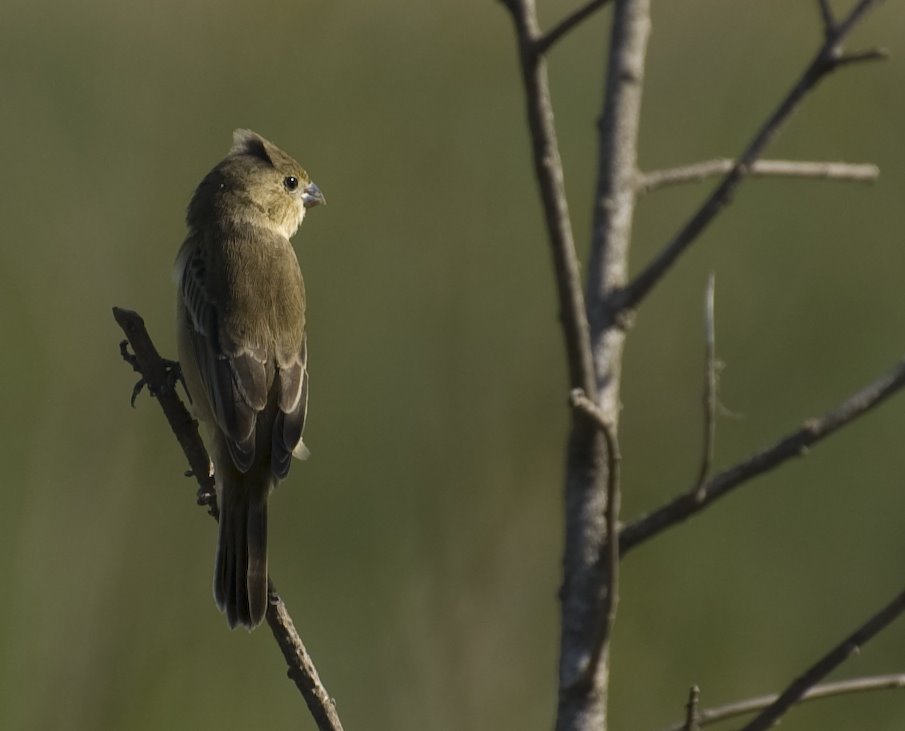 Chestnut Seedeater