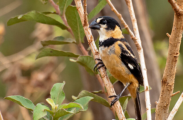 Rusty-collared Seedeater