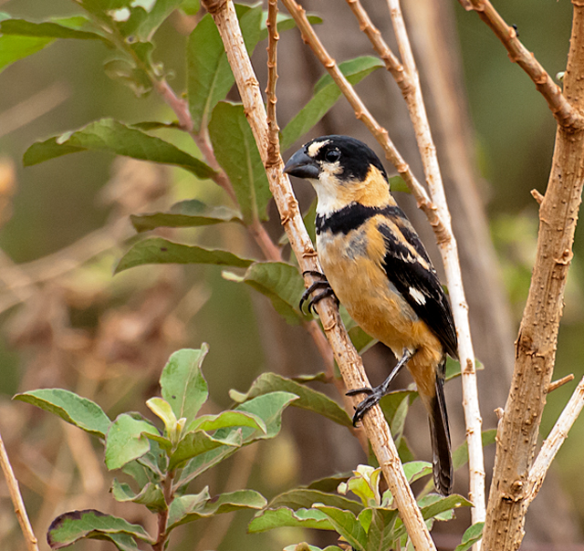 Rusty-collared Seedeater