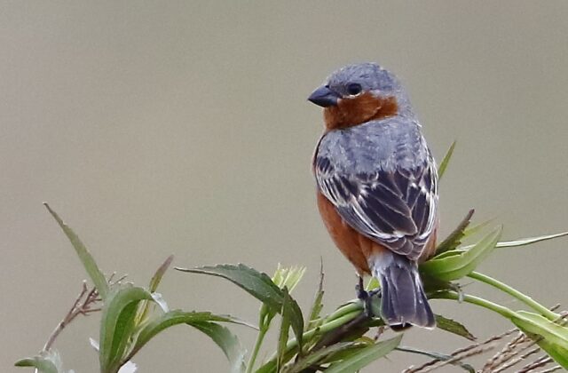 Rufous-rumped Seedeater