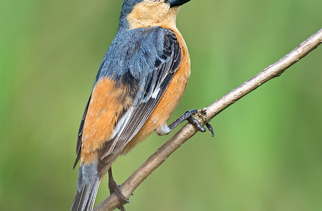Tawny-bellied Seedeater