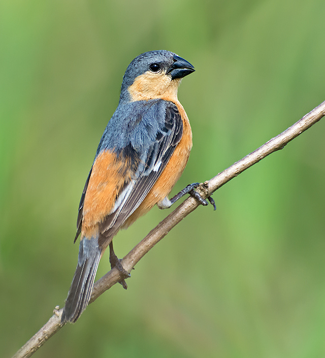 Tawny-bellied Seedeater