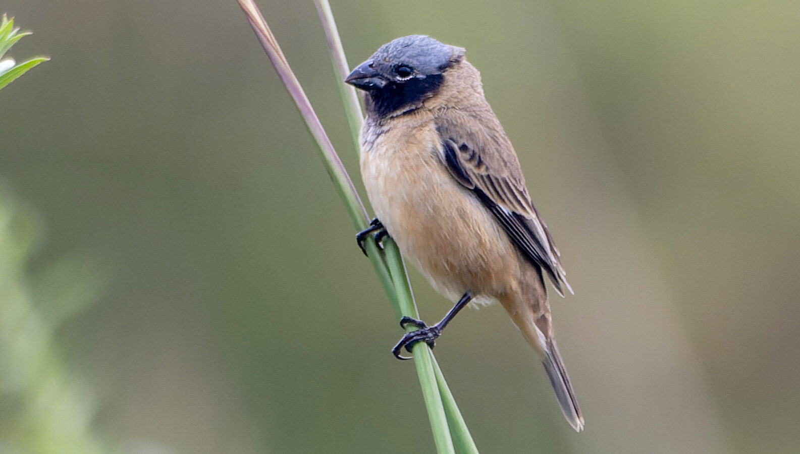 Ibera Seedeater