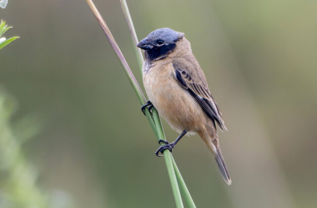 Ibera Seedeater