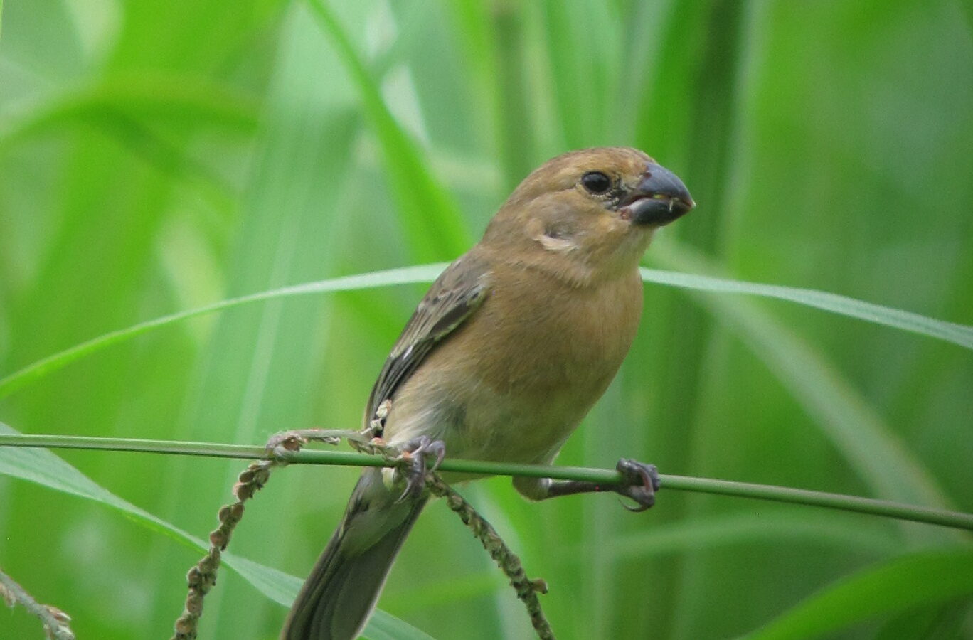 Grey Seedeater