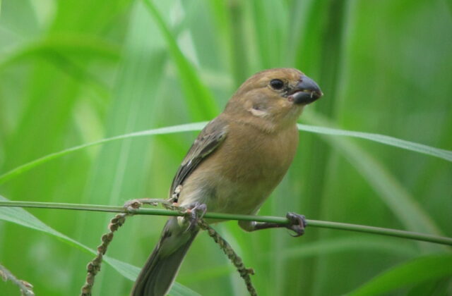 Grey Seedeater