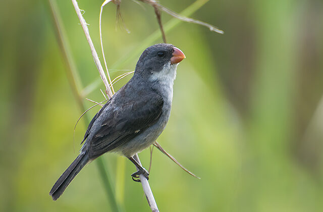 White-bellied Seedeater