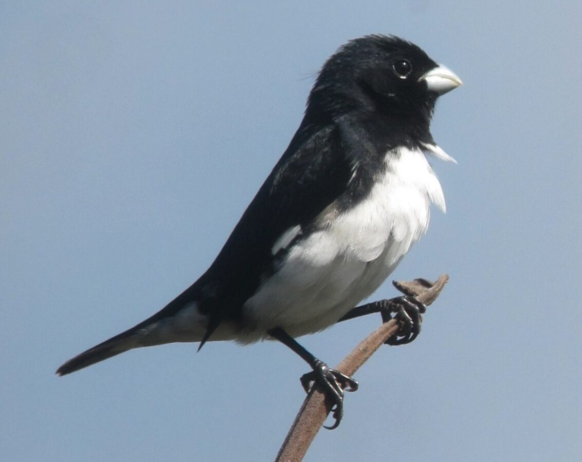 Black-and-white Seedeater
