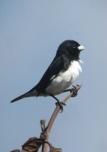 Black-and-white Seedeater