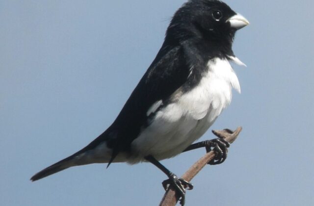 Black-and-white Seedeater