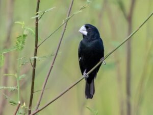 Great-billed Seed Finch