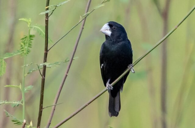 Great-billed Seed Finch