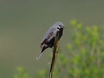 Black-bellied Seedeater
