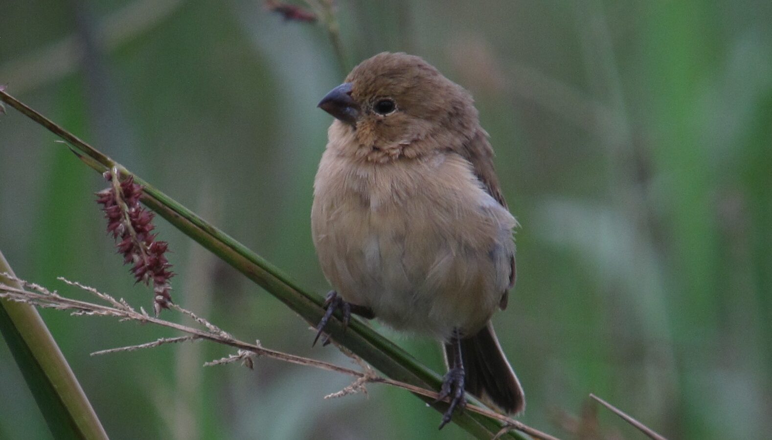 Ruddy-breasted Seedeater
