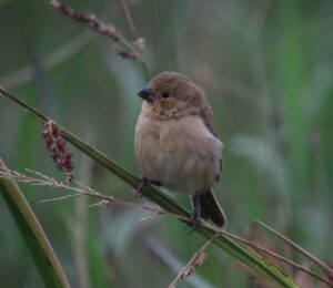Ruddy-breasted Seedeater