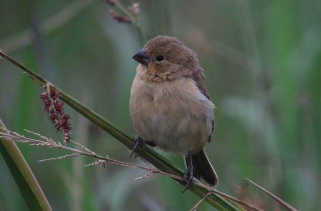 Ruddy-breasted Seedeater